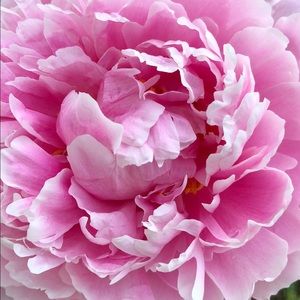 Meet your Posher, Julie